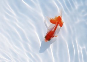 Docker为什么突然火起来了